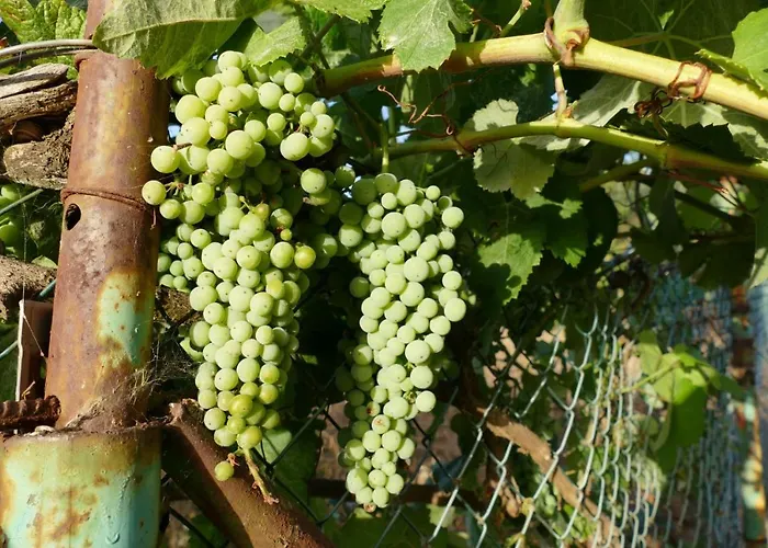 Casa De Abuela Petra